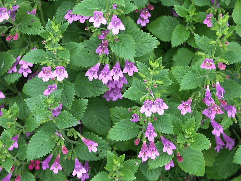 Des images de diff�rentes plantes